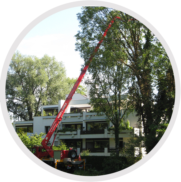 Beispielbild Baumfällung mit Hebebühne