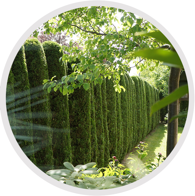 Beispielbild Formschnitt Thuja