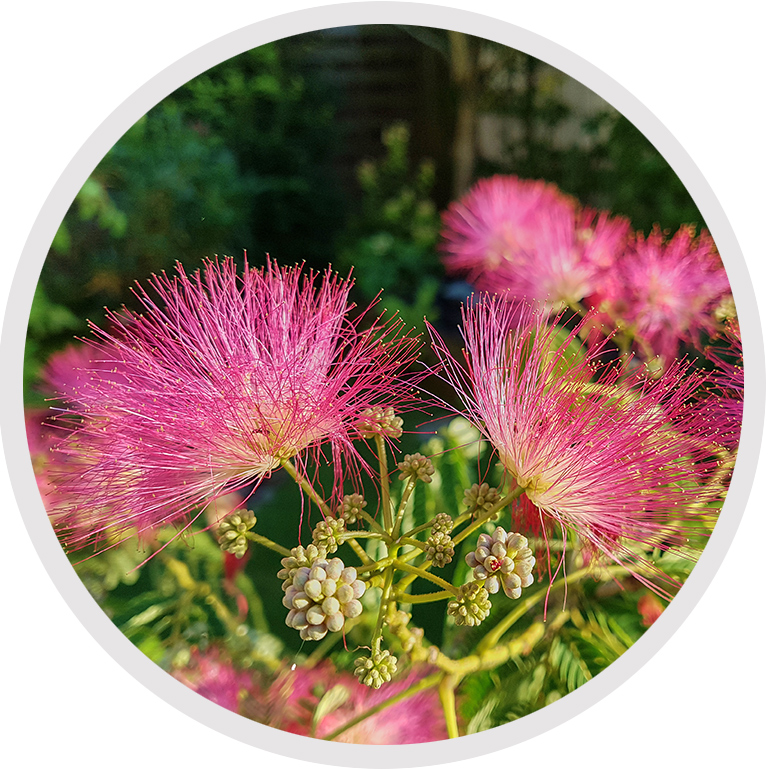 Beispielbild Albizia