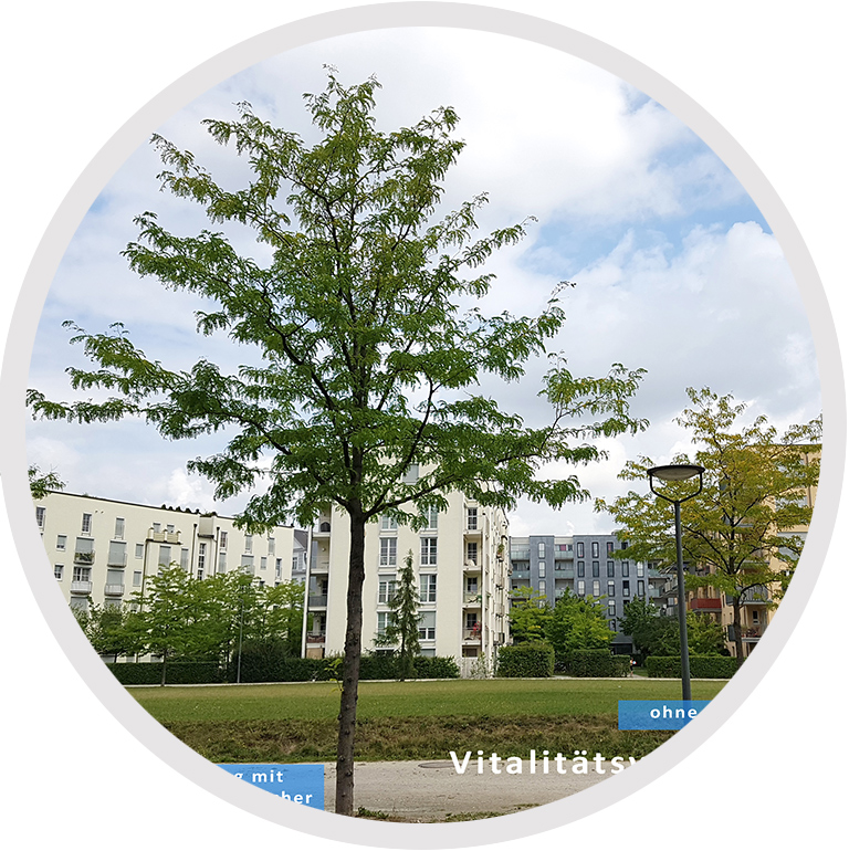 Beispielbild Kirschbaum