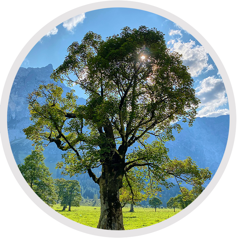 Beispielbild Ahorn Baum